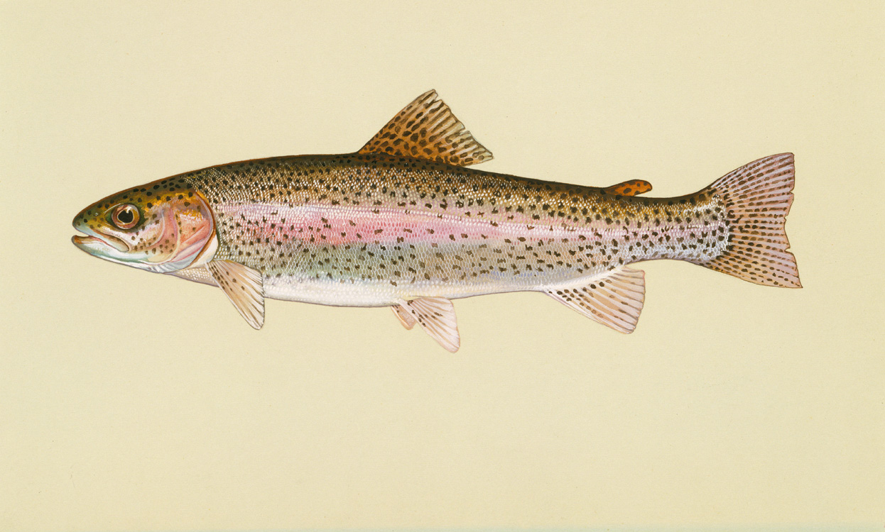 Rainbow Trout