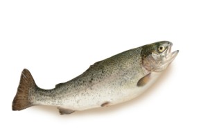 bassmasterflex