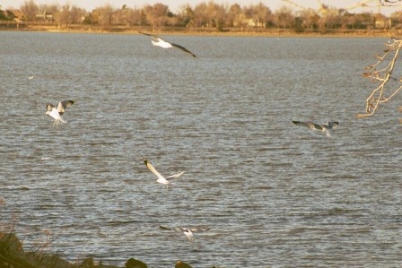 Gulls at Overholser near Woodlawn Park