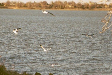 Gulls at Overholser near Yukon