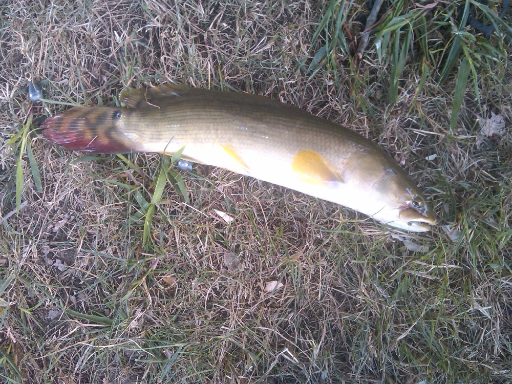 juvenile bowfin