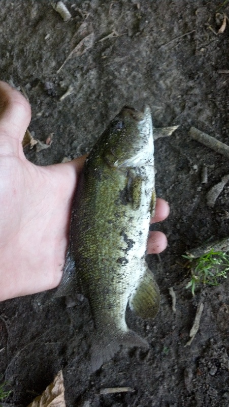 1st Rock Bass