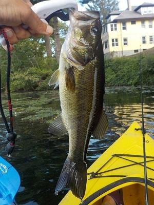 Pulled from the weed beds