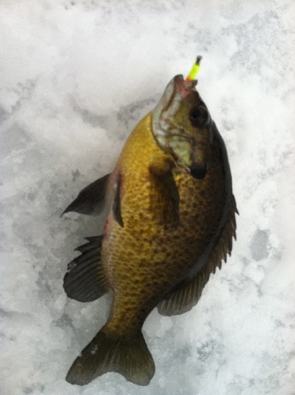 Bluegill on a jig