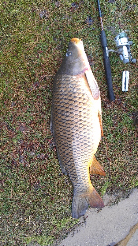 Carp Fishing