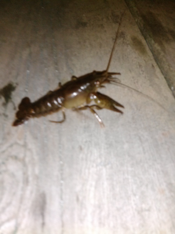 Crayfish